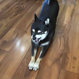 Meet your Posher, Qing